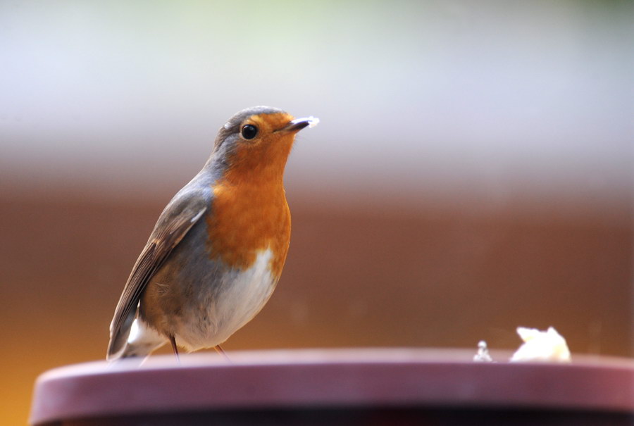 Un pettirosso sul davanzale