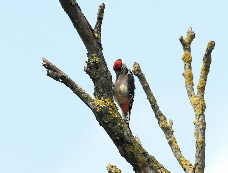 Picchio rosso maggiore juv.