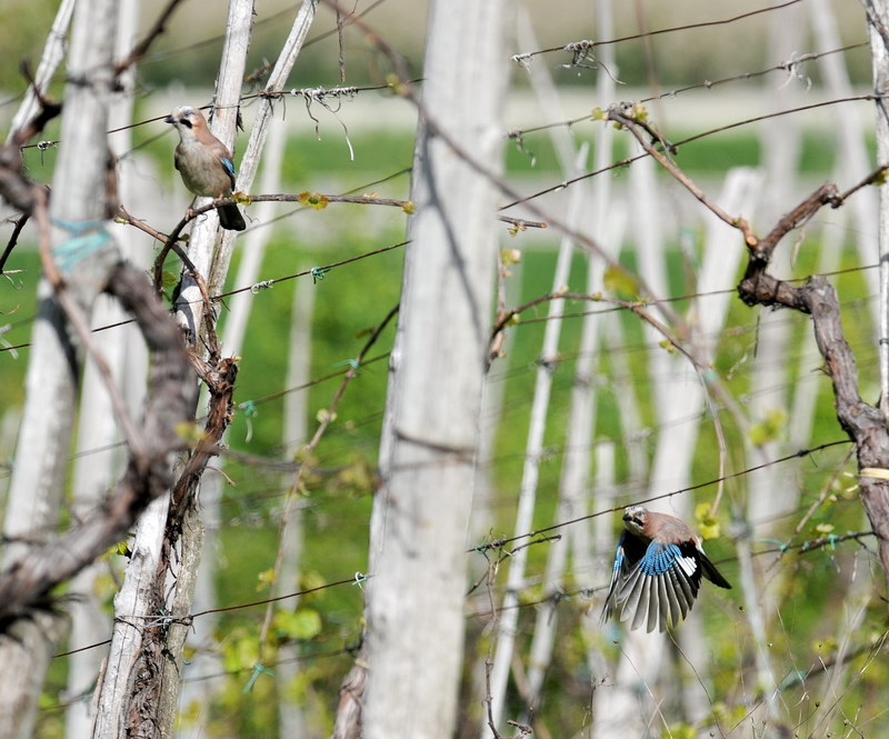 Avifauna humor