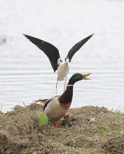 Avifauna humor