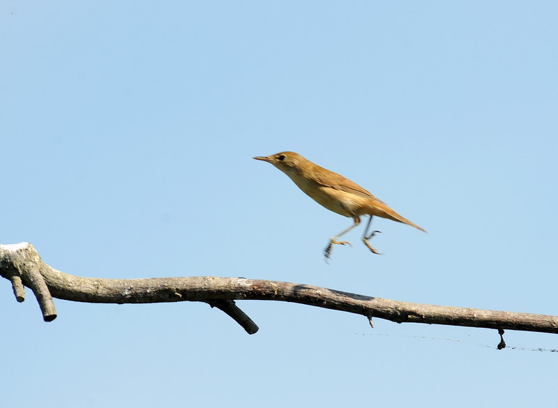 Avifauna humor