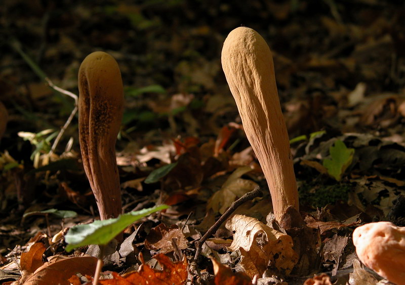 Il mondo degli allegri  funghi...vietato ai micologi!