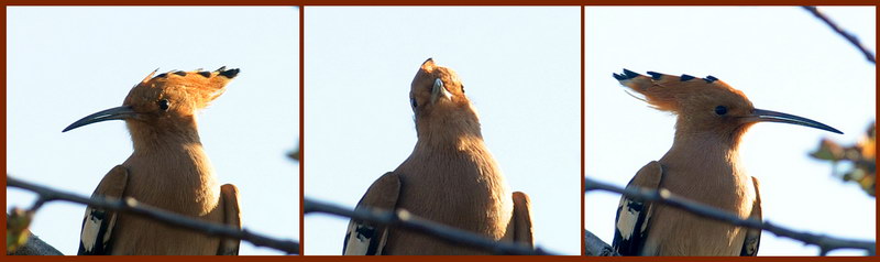 Avifauna humor