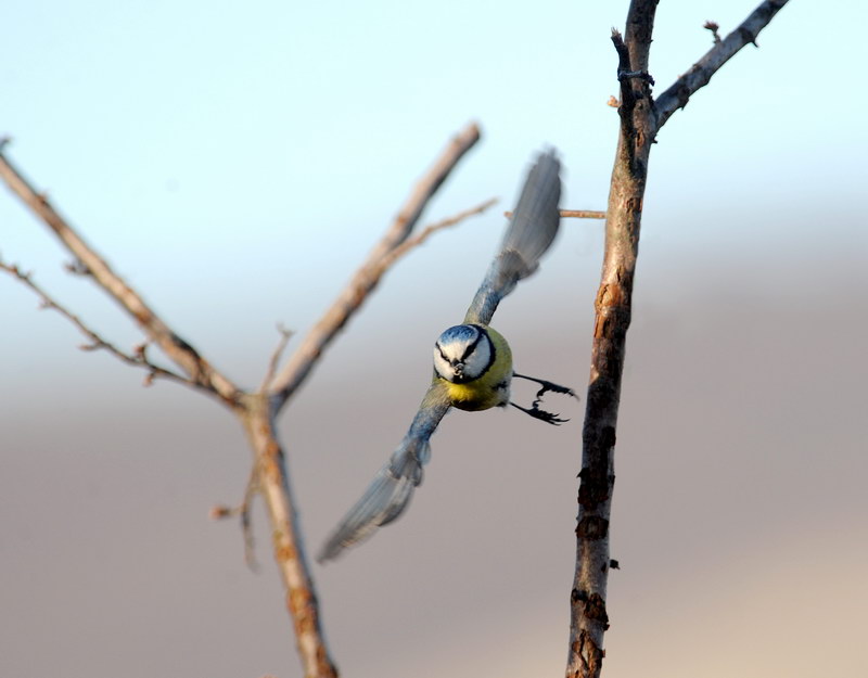 Avifauna humor