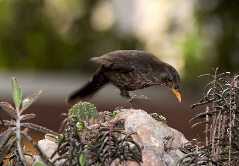 Avifauna humor