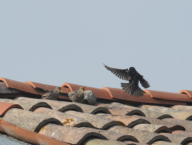 Storni, un po'' del loro quotidiano