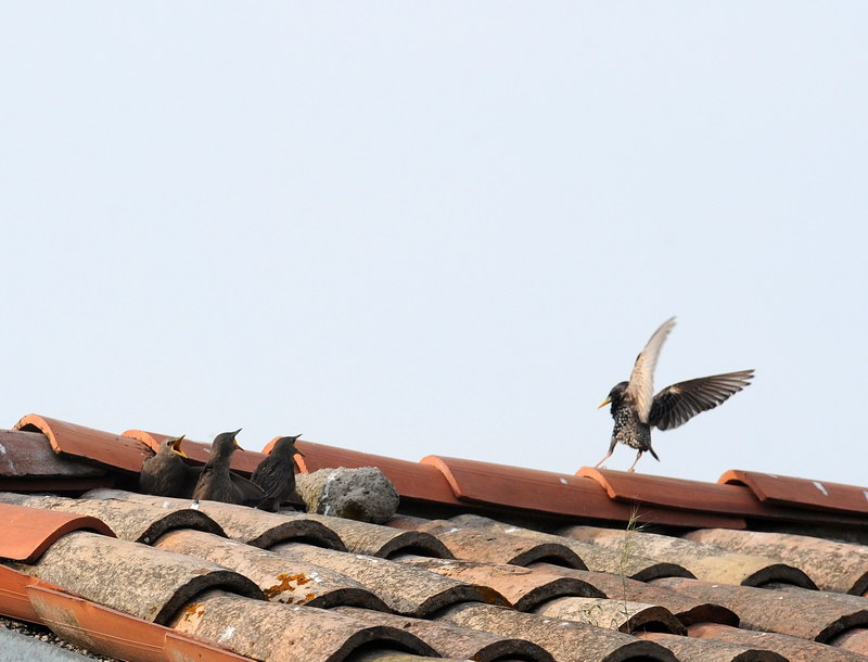 Storni, un po'' del loro quotidiano