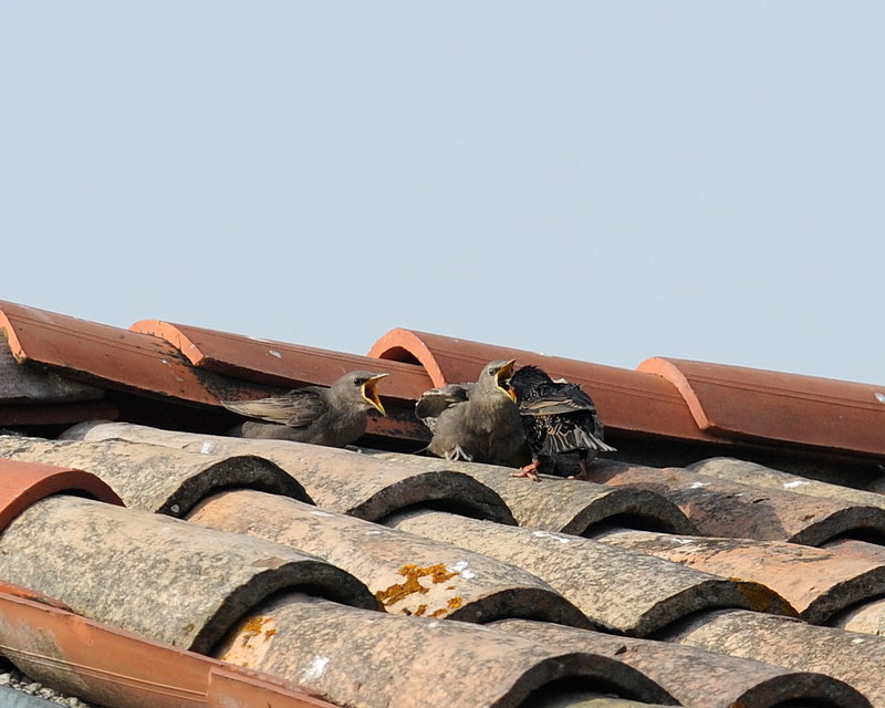 Storni, un po'' del loro quotidiano