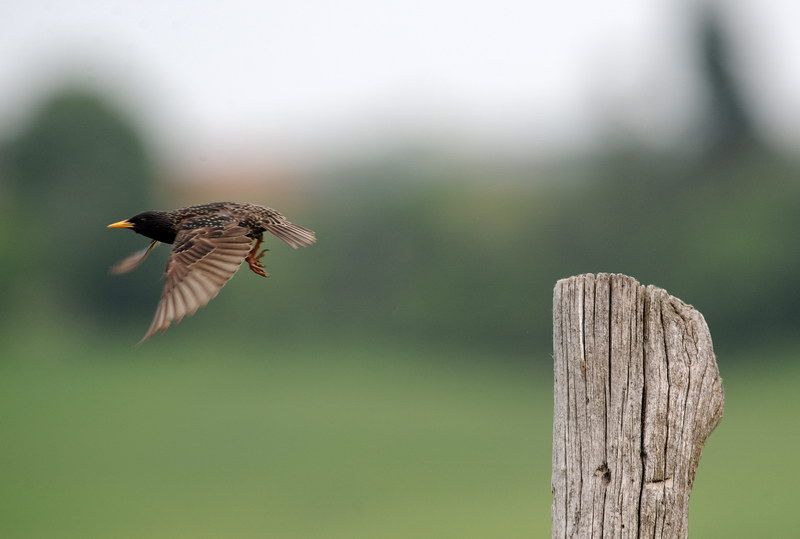 Storni, un po'' del loro quotidiano