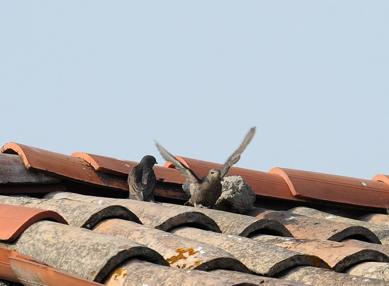 Storni, un po'' del loro quotidiano