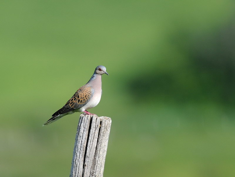 Giochi di tortora (Streptopelia turtur)