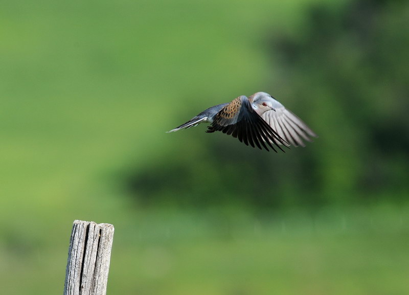 Giochi di tortora (Streptopelia turtur)