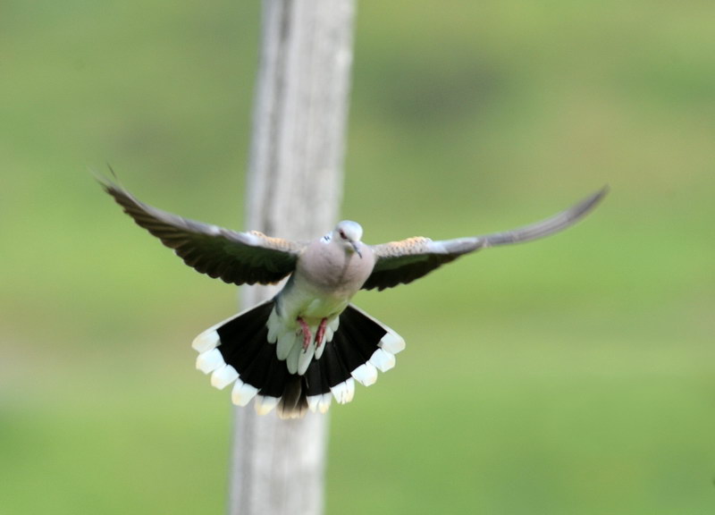 Giochi di tortora (Streptopelia turtur)