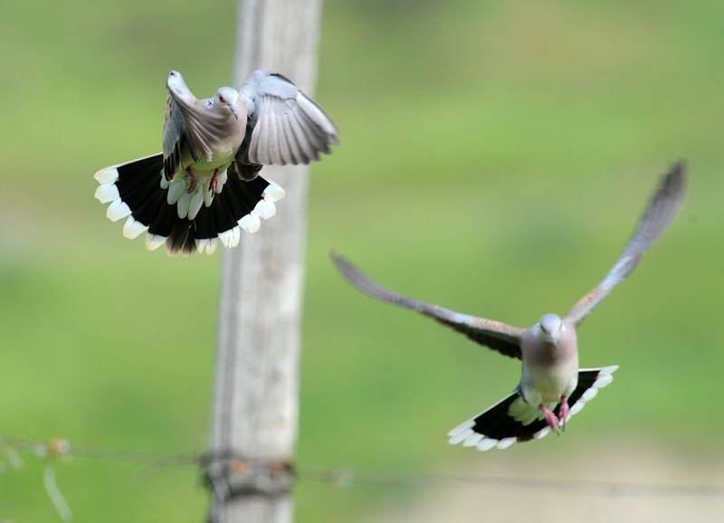 Giochi di tortora (Streptopelia turtur)