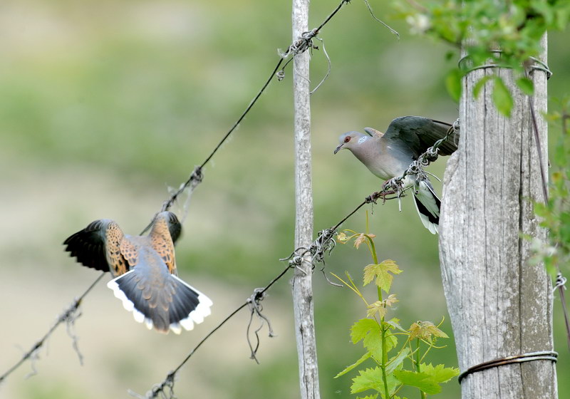 Giochi di tortora (Streptopelia turtur)