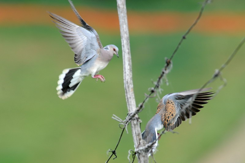 Giochi di tortora (Streptopelia turtur)