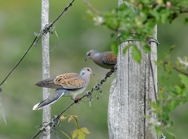 Giochi di tortora (Streptopelia turtur)