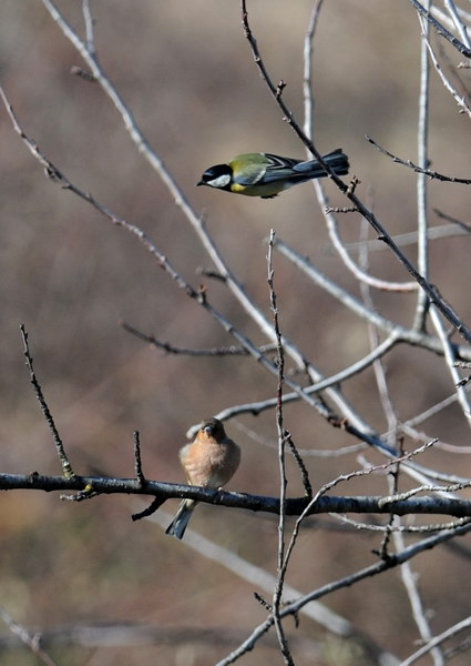 Avifauna humor