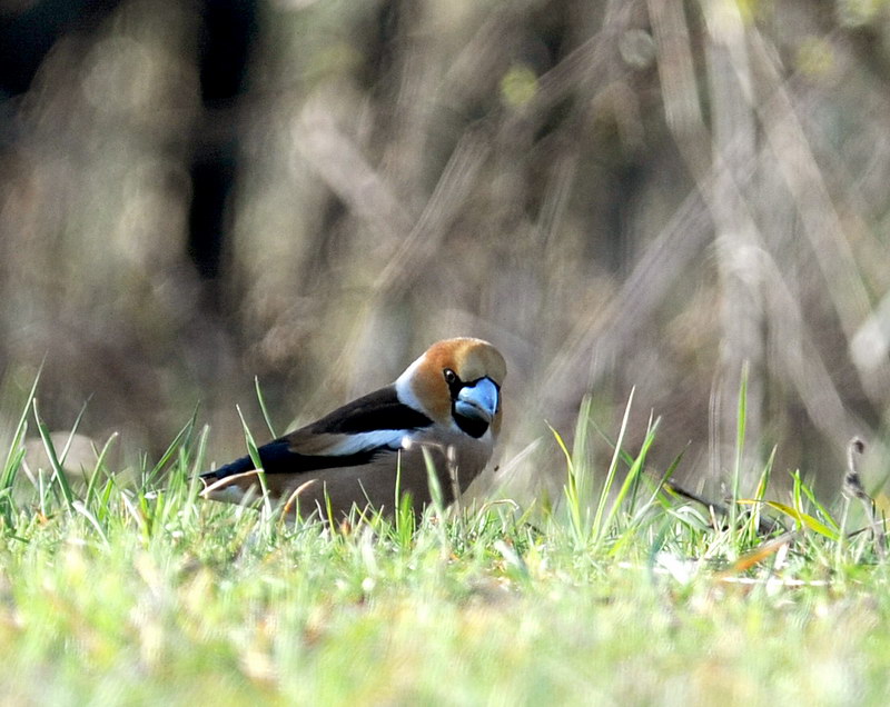 Avifauna humor