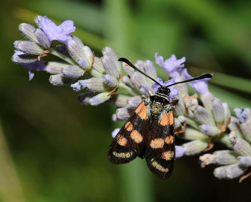 Richiesta identificazione ( Zygaenidae?)