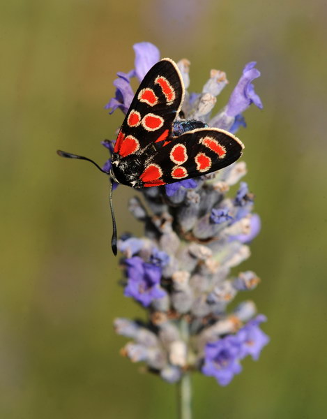 Richiesta identificazione ( Zygaenidae?)