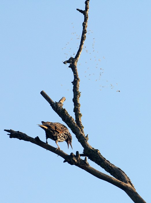 Avifauna humor