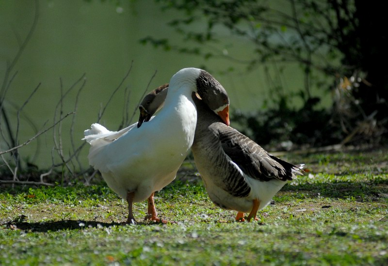 Avifauna humor