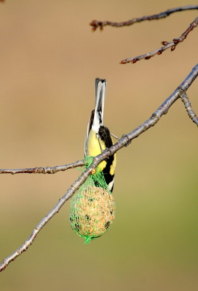 Avifauna humor