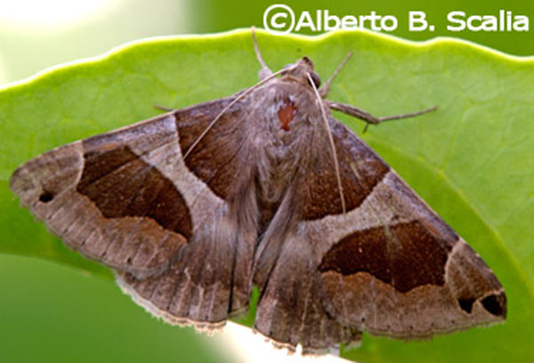 Dysgonia algira