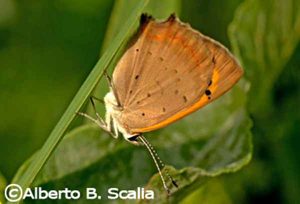 Lycaena phlaeas