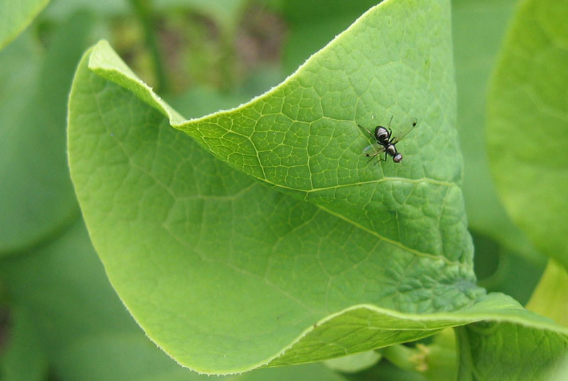 Sepsis sp. (Sepsidae)