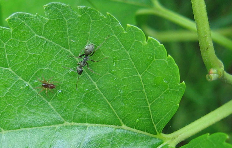 proporzioni....... (piccolo ragno e Formica sp.)