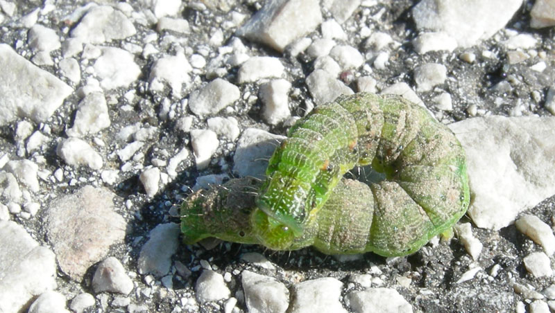 bruco: Helicoverpa  armigera - Noctuidae....dal Trentino