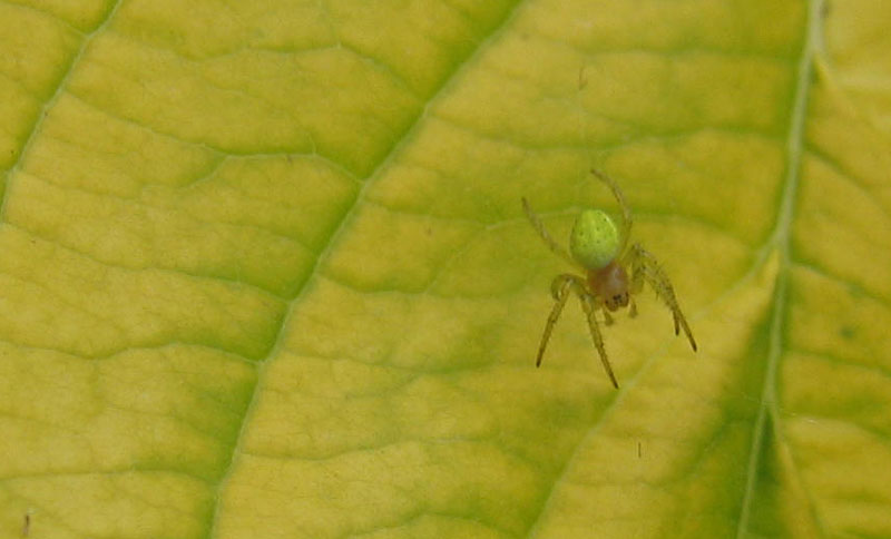 Araniella sp.