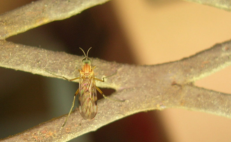 Sylvicola sp. (Anisopodidae)....dal Trentino