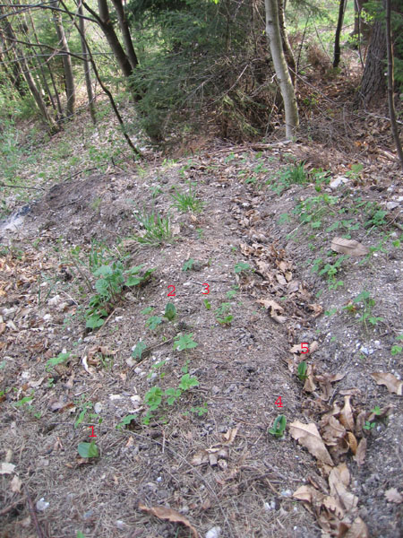 Listera ovata....dal Trentino