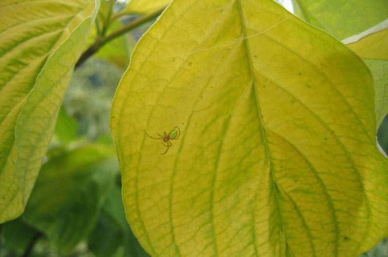 Araniella sp.