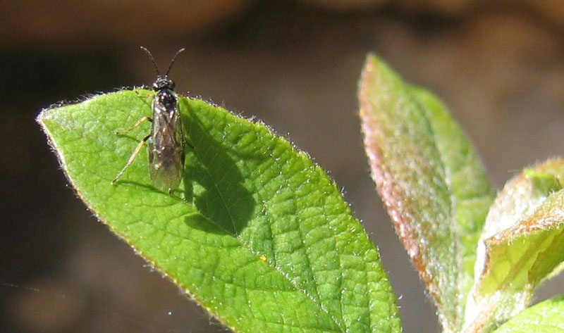 Tenthredinidae: forse Pontonia sp.