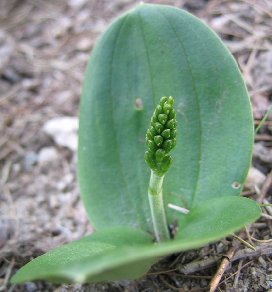 Listera ovata....dal Trentino