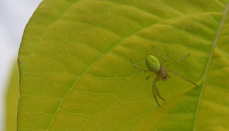 Araniella sp.