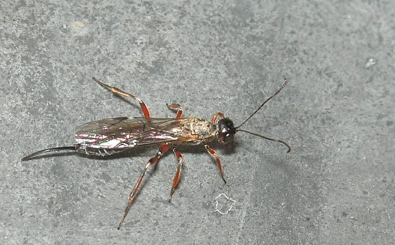 Possibile Ichneumonidae Xoridinae.