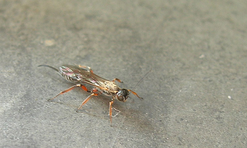 Possibile Ichneumonidae Xoridinae.