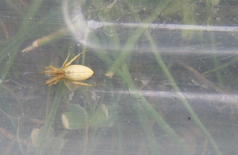 Uloborus walckenaerius