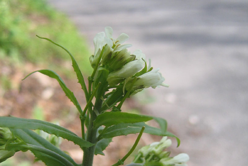 Ravina....Arabis turrita