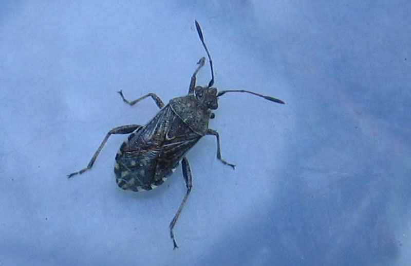 Rhopalidae: Stictopleurus sp. della val di Non