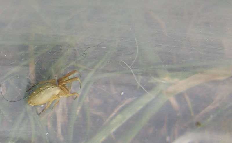 Uloborus walckenaerius