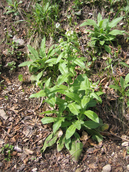 Ravina....Arabis turrita