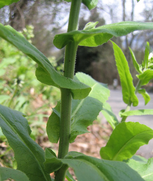 Ravina....Arabis turrita