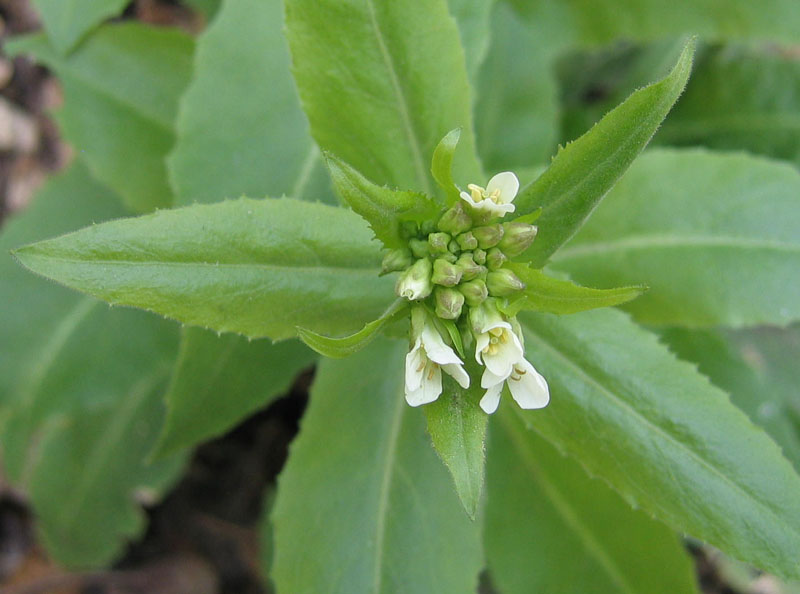 Ravina....Arabis turrita