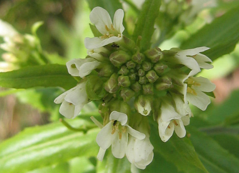 Ravina....Arabis turrita